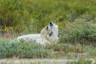 Polar bear cub plays with mom during nap time in Northern Manitoba, Canada. Art Print